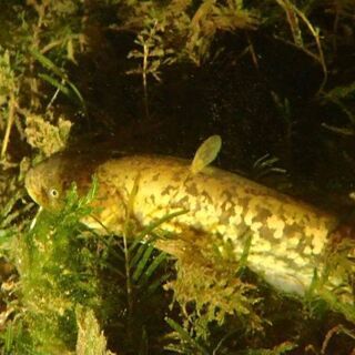 琵琶湖大好きダイバー募集