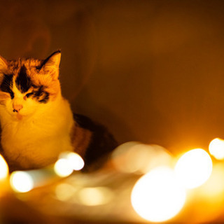 【猫写真】米子市発の猫写真グループ作りませんか？ - 米子市