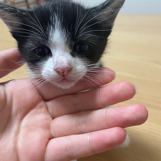 里親募集❗大切に買ってくださる方 子猫 生後１ヶ月