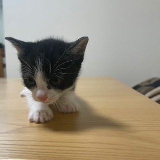 里親募集❗大切に買ってくださる方 子猫 生後１ヶ月 - 武雄市