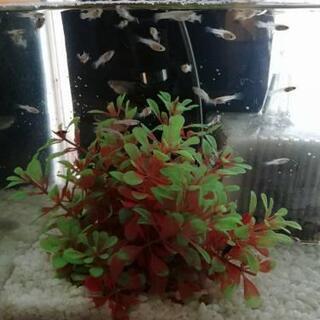 終了致します。グッピー稚魚