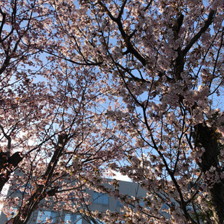 桜の名所にお花見行きませんか？