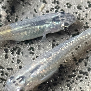 忘却の翼メダカの卵10-20