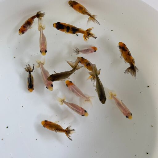 金魚 隼人錦 ①2020年産 小ぶりサイズ