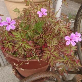 🌺ヒメフウロ（姫風露）のピンクの花の抜き苗の画像