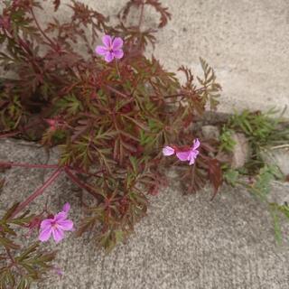 🌺ヒメフウロ（姫風露）のピンクの花の抜き苗の画像