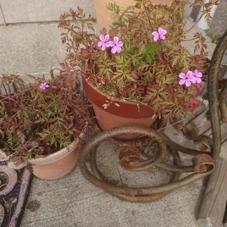 🌺ヒメフウロ（姫風露）のピンクの花の抜き苗の画像