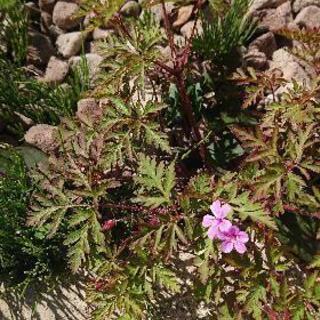 🌺ヒメフウロ（姫風露）のピンクの花の抜き苗の画像