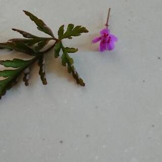 🌺ヒメフウロ（姫風露）のピンクの花の抜き苗の画像