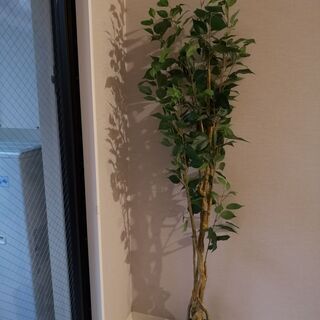 ニトリ　フェイクグリーン フィカス150cm