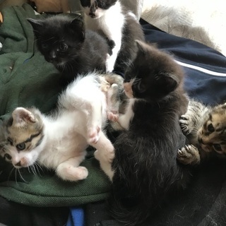 至急、5匹の里親募集