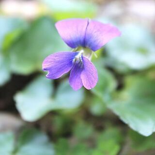 連休中に除草いたします　
