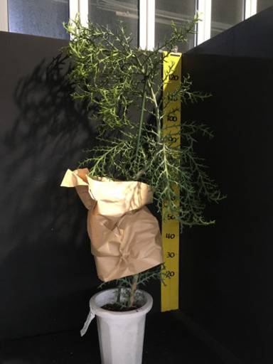 観葉植物　ステノクラータ