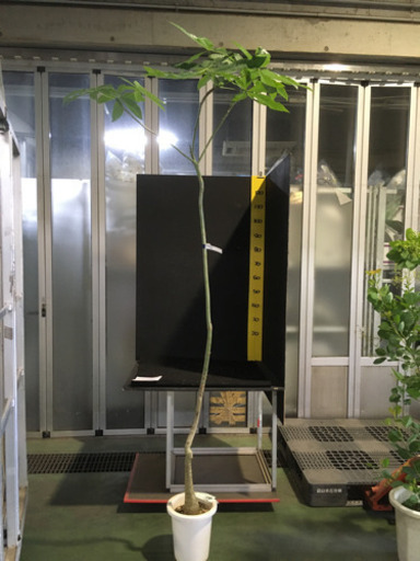 観葉植物　パキラ　パラソル