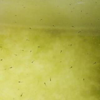 一旦終了します。オロチメダカ(めだか成魚)10匹の画像