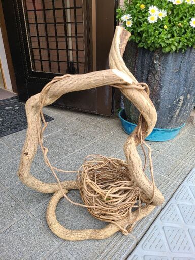 カズラ②