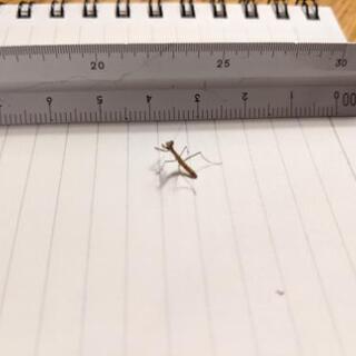 オオカマキリの初齢幼虫