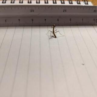 オオカマキリの初齢幼虫の画像