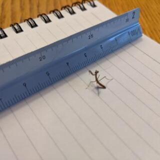 オオカマキリの初齢幼虫の画像