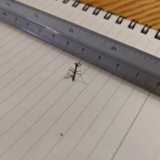 オオカマキリの初齢幼虫の画像
