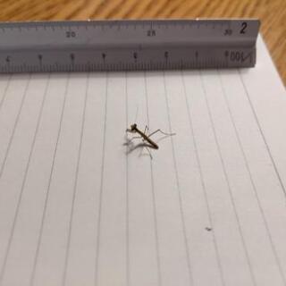 オオカマキリの初齢幼虫の画像