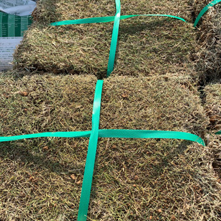 高麗芝　　12そくの画像