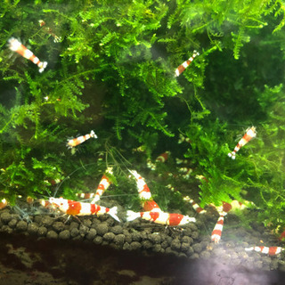 休止中【全国配送対応◎】レッドビーシュリンプ🦐　ベビー　の画像