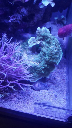 コモンサンゴ