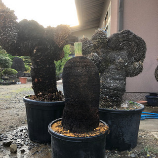 ブラックボーイ