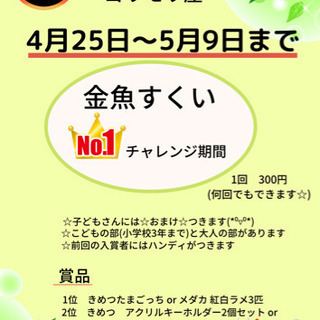 【金魚すくいNo.1チャレンジ✨】岐阜県関市