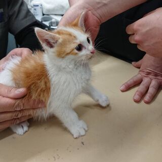 ※一時停止※【募集】愛らしい生後１ヶ月の茶白の子猫