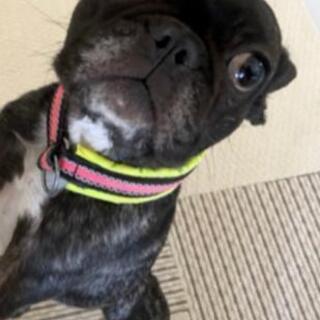 フレンチブルドッグの女のコ
