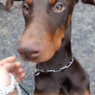 犬友募集