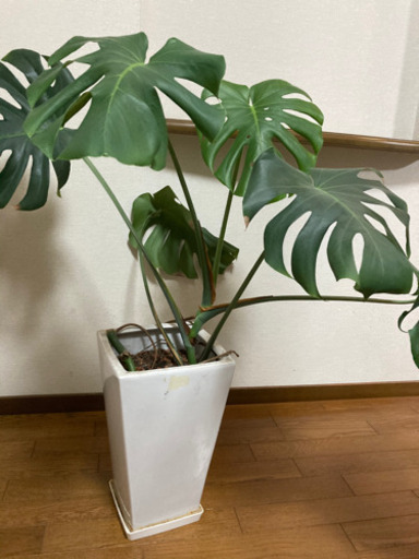 観葉植物