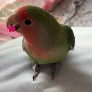 コザクラインコ 2才　メス（里親決まりました）