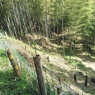 竹林整備お手伝いします。