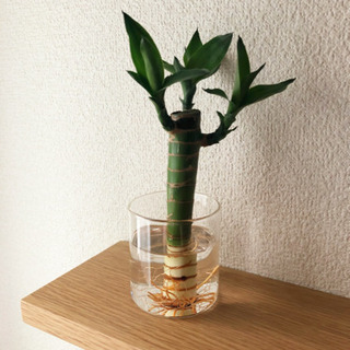 観葉植物　キングバンブー⑤　ガラスプランター付き