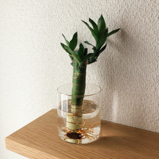 観葉植物　キングバンブー⑥　ガラスプランター付き