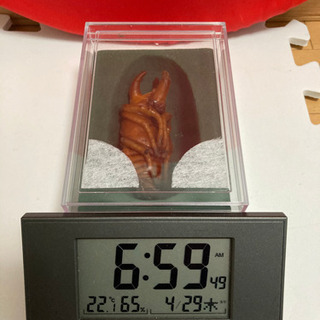 ☆受け渡し終了　コーカサスオオカブト②♂単品(リクエスト出品)