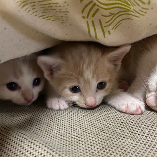 里親決まりました🙇‍♂️3月産まれの3匹です