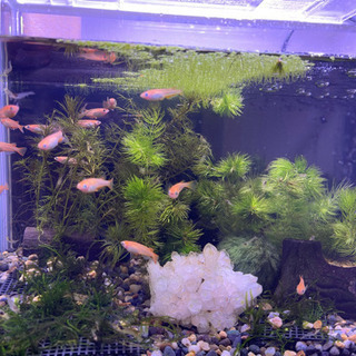 ミナミヌマエビ　20匹＋水草【潮見駅直接お渡し】次回8月30日以降お渡し可能の画像