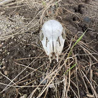 エゾ鹿の頭蓋骨