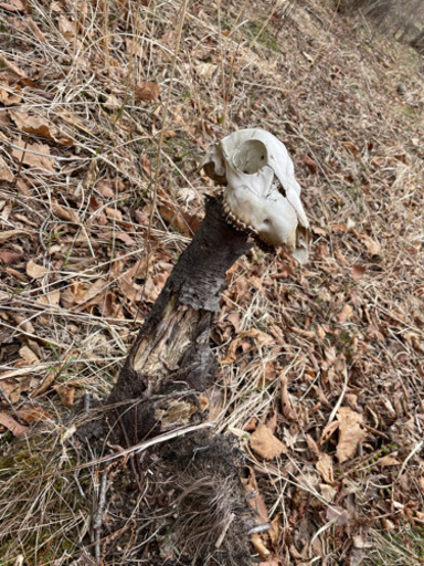 エゾ鹿の頭蓋骨