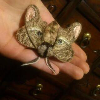 白黒子猫　お話中です★