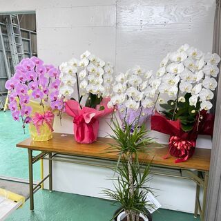 コチョウラン　胡蝶蘭　お花　観葉植物　鉢植え③