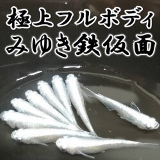 極上フルボディみゆき鉄仮面めだかの稚魚！