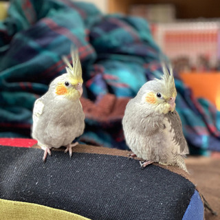 オカメインコ　2羽