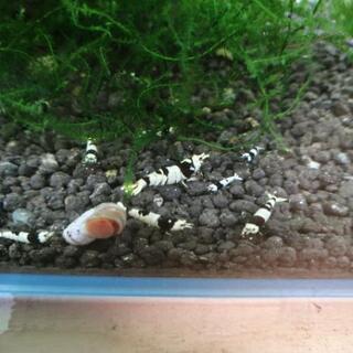 ブラックビーシュリンプをお譲りします。10匹1200円の画像