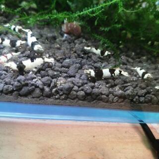 ブラックビーシュリンプをお譲りします。10匹1200円の画像