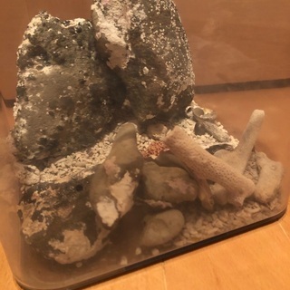海水魚用水槽 中古の画像